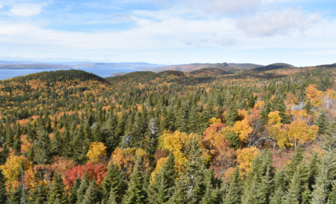 La coalition forestière rencontre la ministre des Ressources naturelles et des Forêts, Maïté Blanchette Vézina